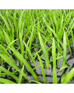 Stratiotes Aloides Water Soldier