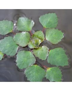 Trapa Natans Water Chestnut